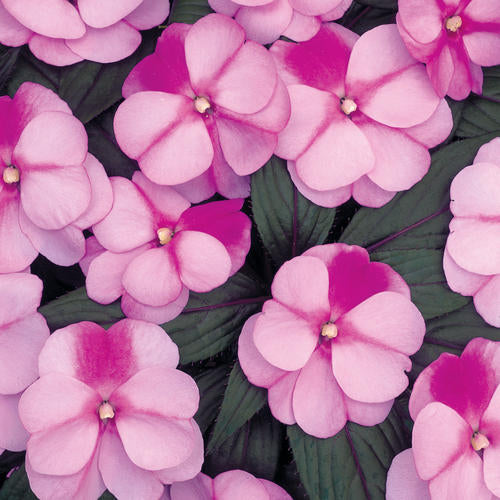 Impatiens - Infinity New Guinea Pink Frost