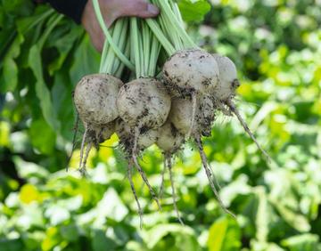 Avalanche White Beets