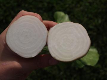Avalanche White Beets