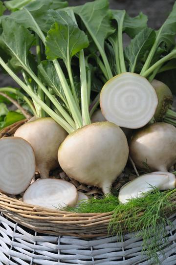 Avalanche White Beets – CountrySense