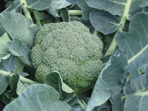 Belstar Hybrid Organic Broccoli