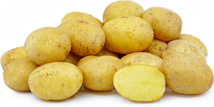 Seed Potato - Heirloom German Butterball - Sold by the Pound