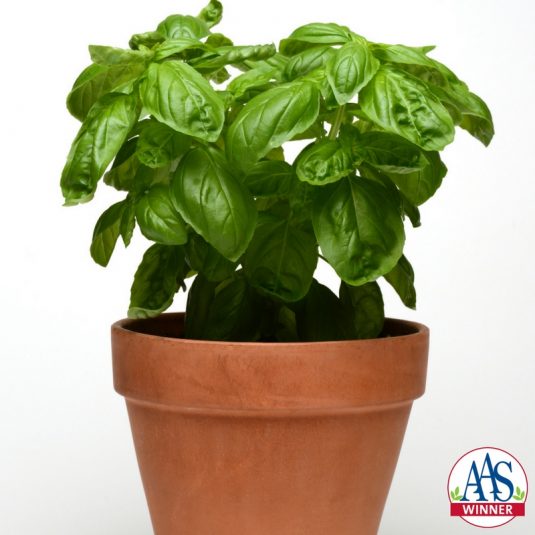 Basil Dolce Fresca