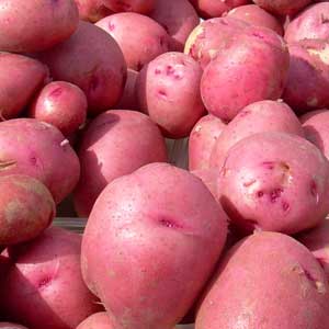 Seed Potato - Red Pontiac - Sold by the Pound