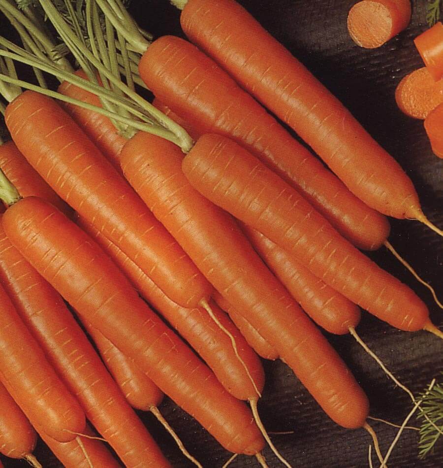 Bolero Carrots