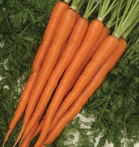 Sugarsnax Carrot Hybrid