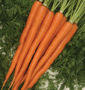 Sugarsnax Carrot Hybrid