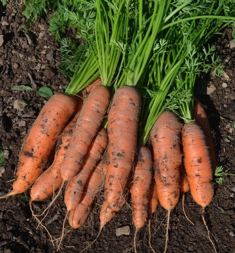 Miami Hybrid Organic Carrots