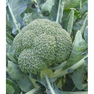Burney Hybrid Broccoli