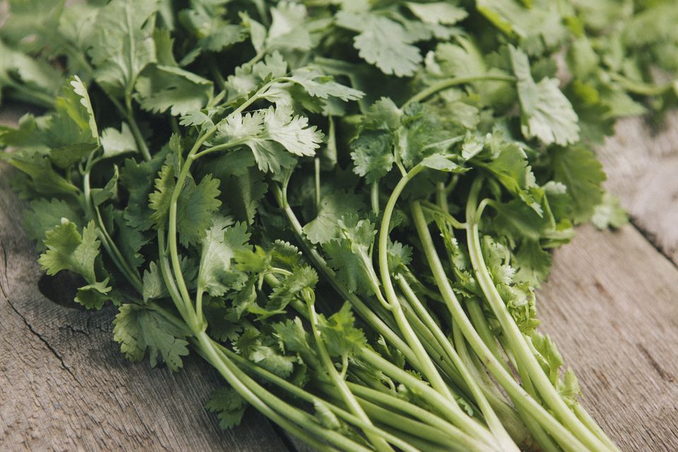 Coriander (Cilantro)