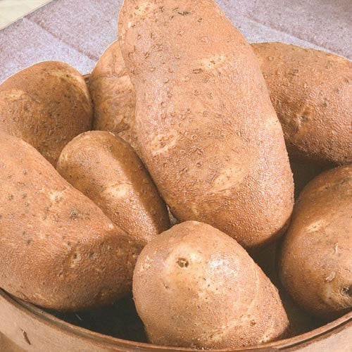 Seed Potato - Gold Rush - Sold by the Pound