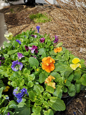 2" Pansy Pot