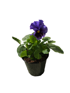 2" Pansy Pot