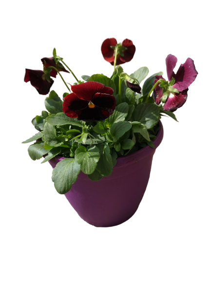 Colour Pansy Pot