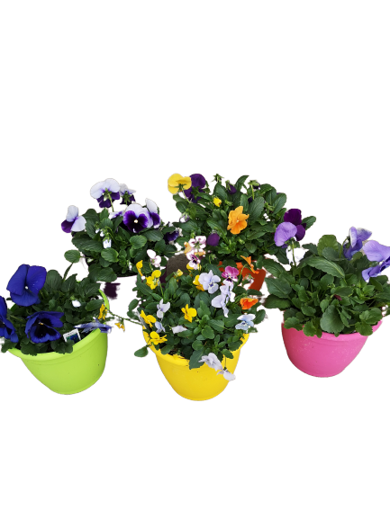 Colour Pansy Pot