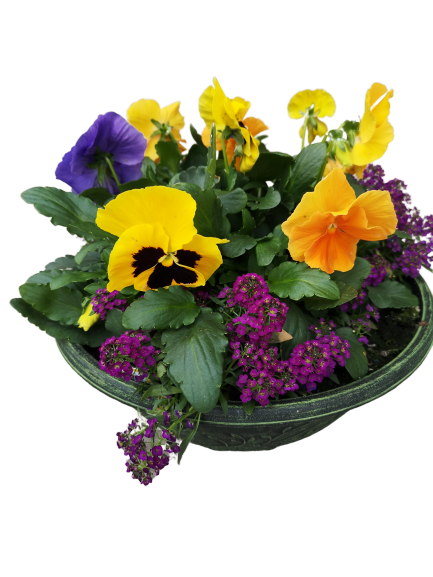 12" Pansy Bowl