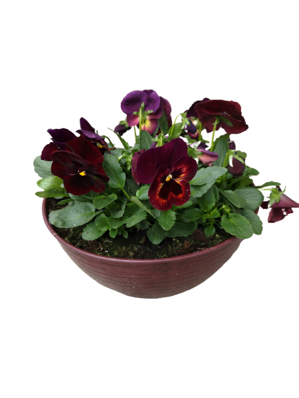 12" Pansy Bowl