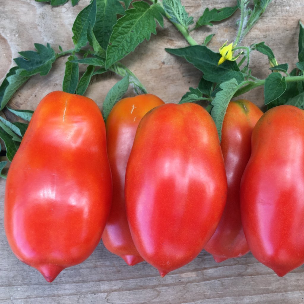 Tomato Plant - San Marzano