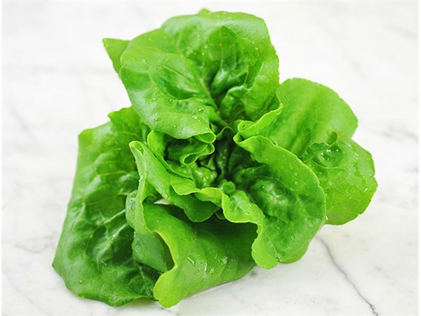 Butterscotch Lettuce 4 Cell Pack