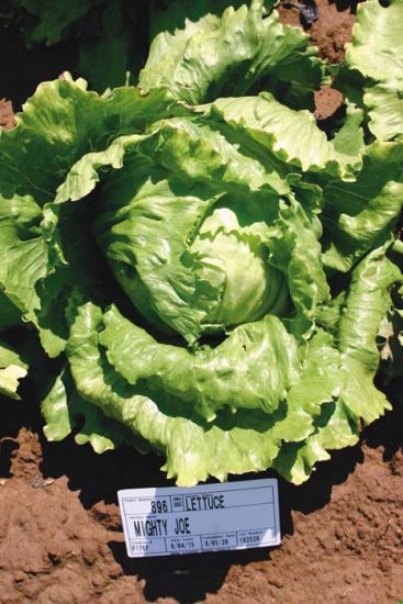 Mighty Joe Iceburg Lettuce