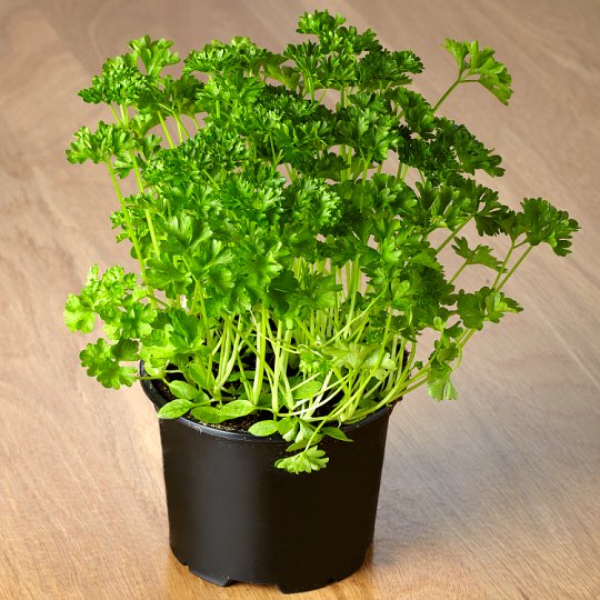 Parsley Curled  4" Pot