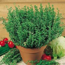 Summer Thyme  4" Pot
