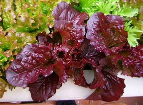 Red Salad Bowl Lettuce  4 Cell Pack