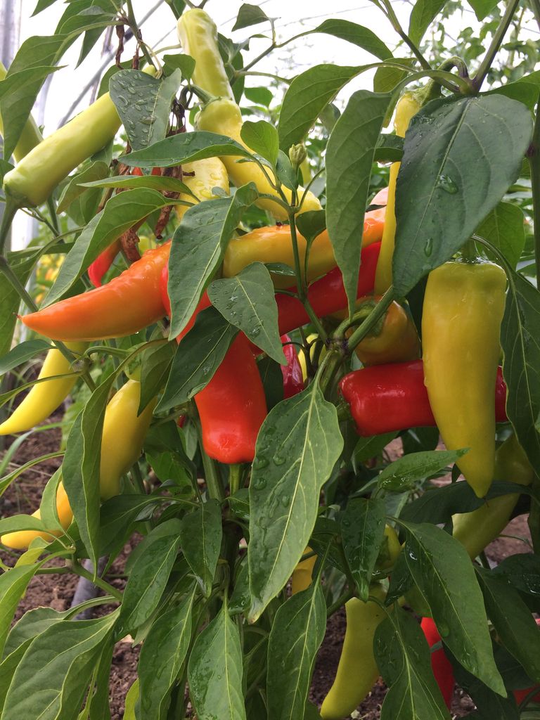 Hungarian Hot Wax Pepper