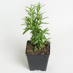 Tuscan Blue Rosemary  4" Pot