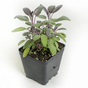 Purple Sage  4" Pot