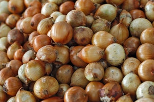 Spanish Onion Sets - Sold by the Pound