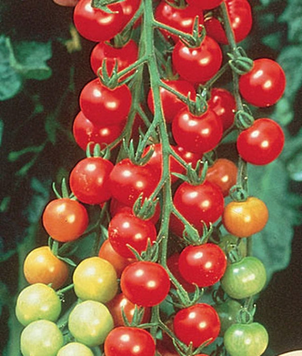 Super Sweet 100 Hybrid (Red Cherry Tomato)