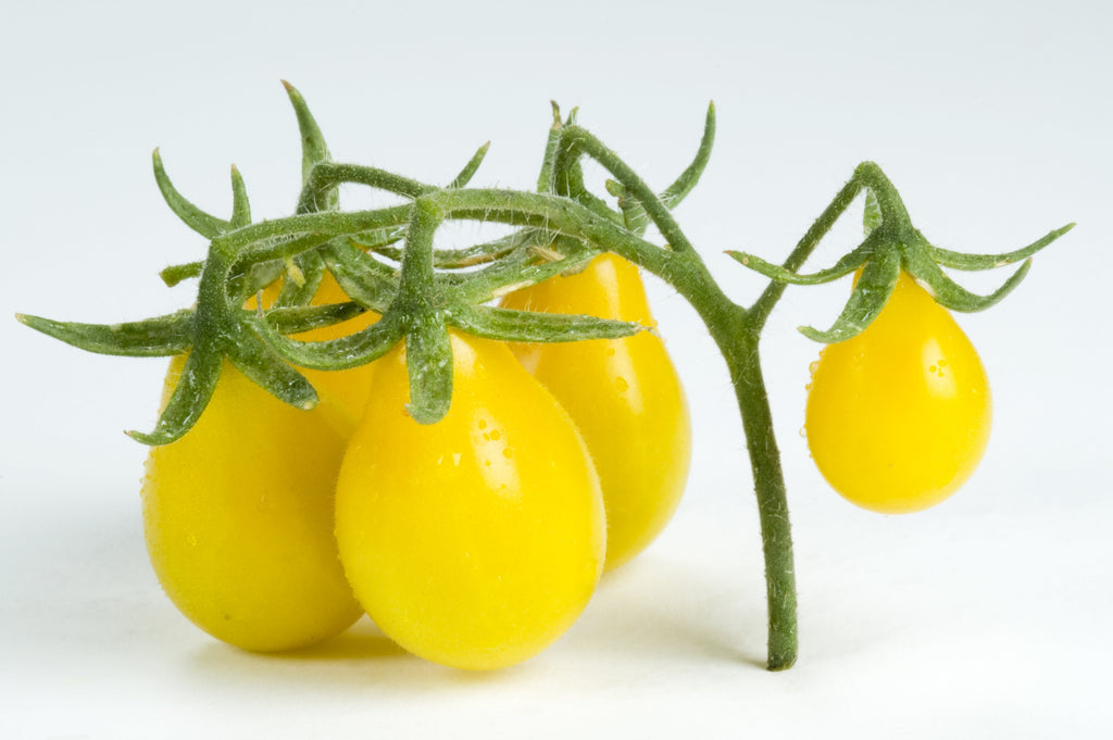 Tomato Plant - Yellow Pear