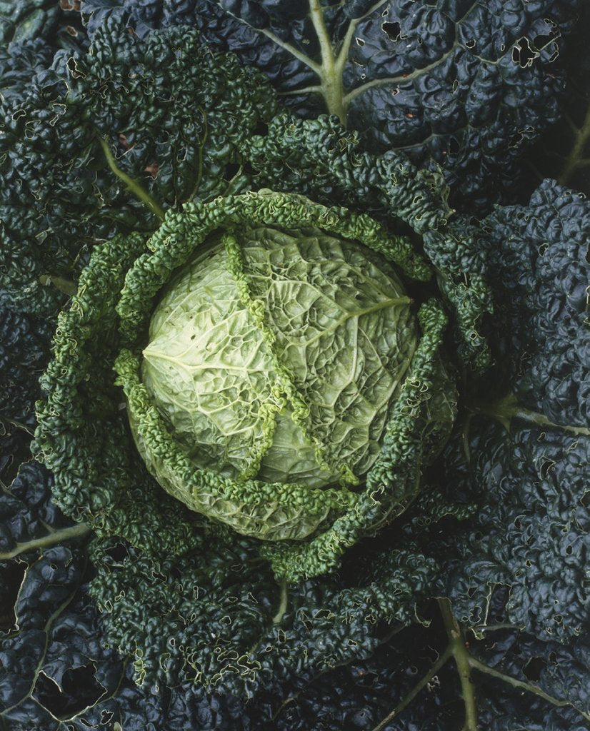 Savory Ace Cabbage  4 Cell Pack