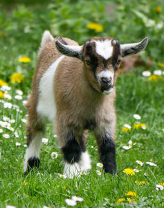 15% Goat Grower Pellet - 25 kg