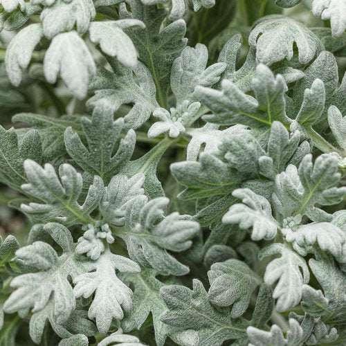Artemesia (Wormwood) - Silver Bullet