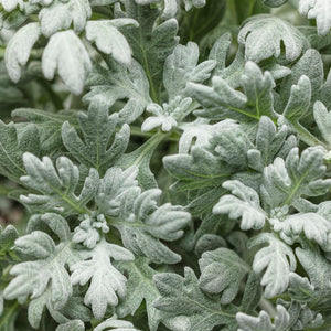 Artemesia (Wormwood) - Silver Bullet