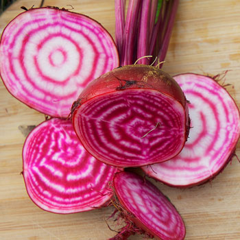 Chiogga Guardsmark Striped Beets