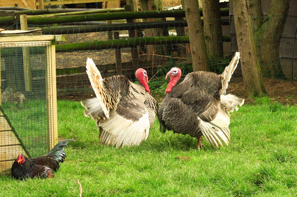 16% Turkey Finisher Pellets - 25kg