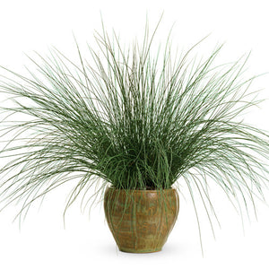 Graceful Grass Juncas Blue Mohawk