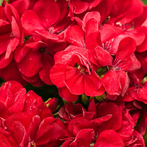 Geranium - Boldy - Dark Red