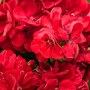 Geranium - Boldy - Dark Red