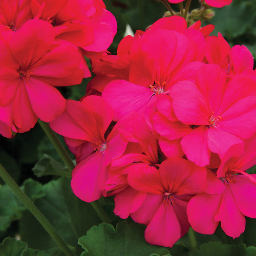 Geranium - Boldy - Hot Pink