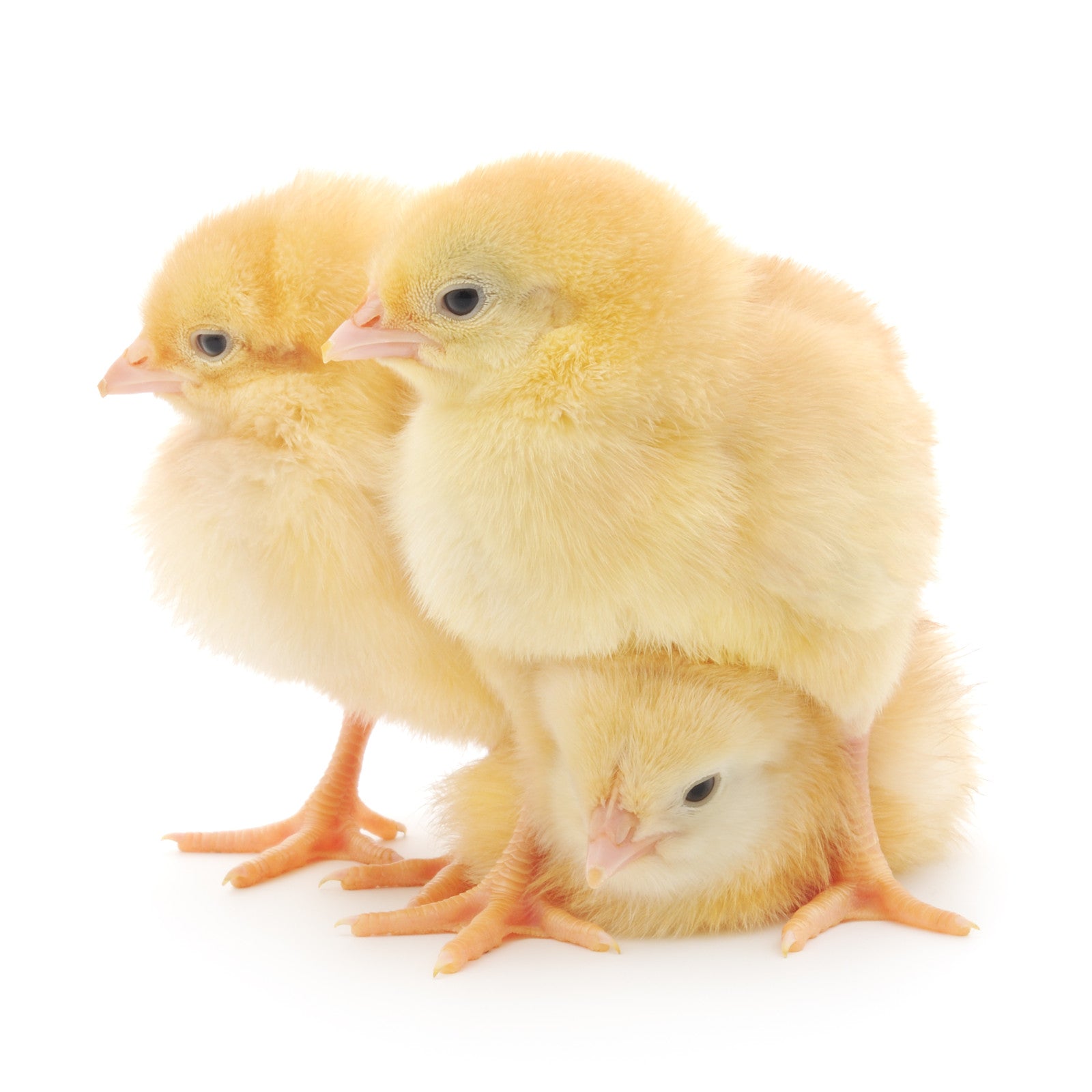 19% Chick Starter Crumbles (non medicated) - 25kg