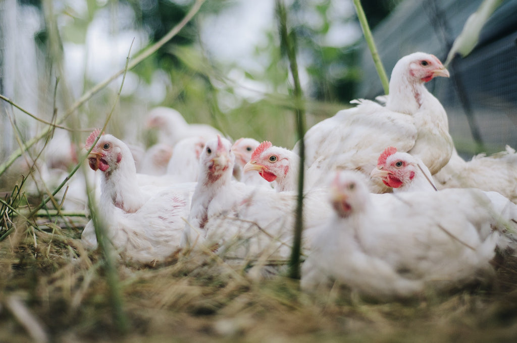 15% Broiler Grower/Finisher Pellet (non Medicated) 25kg