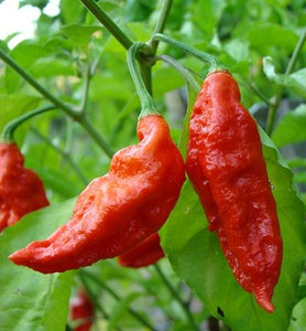 Bhutjolkia Red Pepper "HOT"