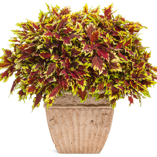 Coleus colorBlaze Apple Brandy
