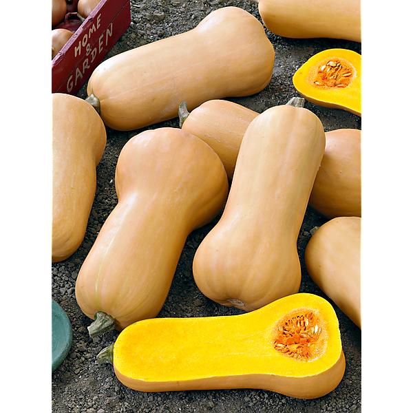 Ultra HP Hybrid Butternut Squash