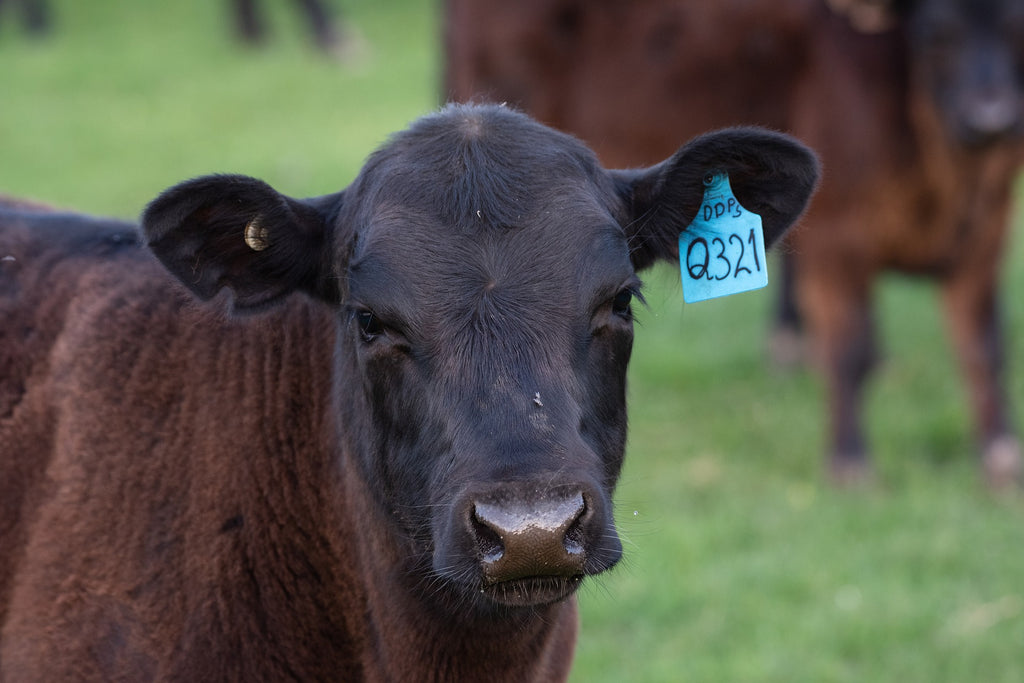 16% Calf Grower Pellet - 25 kg