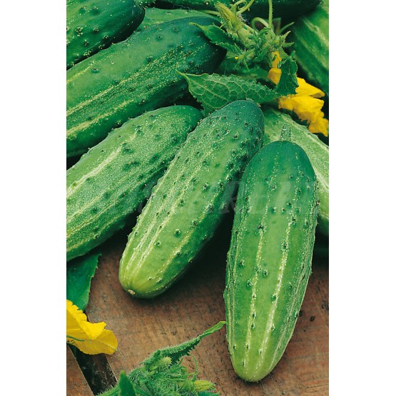 Wisconsin SMR 58 Cucumber